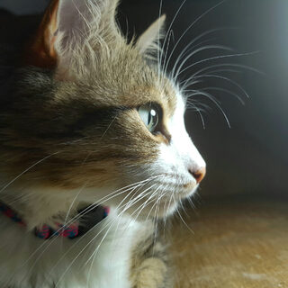 Felis